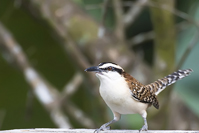 Campylorhynchus rufinucha